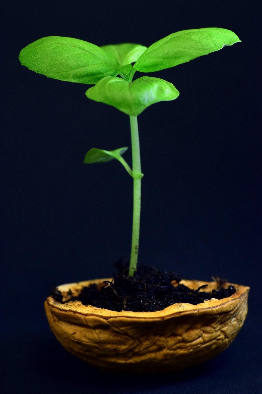 plant, small, leaf, nature, growth, tender, new, fresh, walnut, nutshell, plant in a nut shell, young, development, sprout, seedling, green, vegetation, nutshell, sprout, seedling, seedling, seedling, seedling, seedling