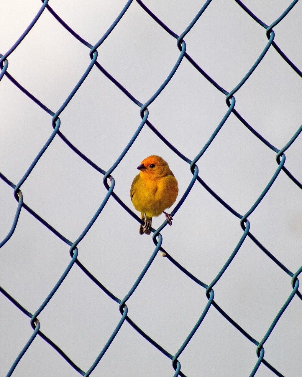 bird, fencing, beak, feathers, plumage, nature, grid, aesthetic wallpaper, phone wallpaper