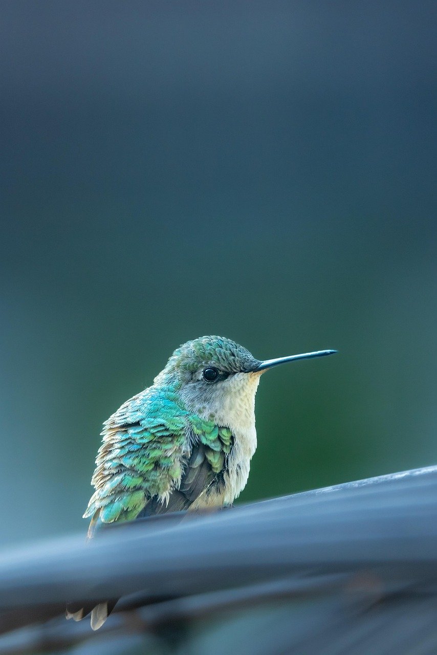 hummingbird, iphone wallpaper, mobile wallpaper, bird, phone wallpaper, beautiful wallpaper, nature, mobile wallpaper 4k, lock screen wallpaper, ipad wallpaper, wallpaper, samsung wallpaper, wildlife, animal